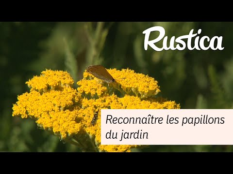 Vidéo: Différence Entre Papillon Et Papillon