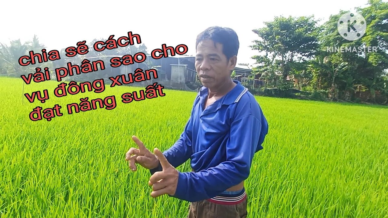 chia sẽ kinh nghiệm vải phân đón đòng xịt thời  điểm nào là thích hợp vụ đông xuân 