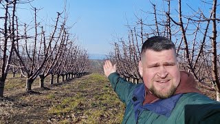 Toți Își Doresc Livezi Ca Aceasta. Formarea Multilider La Cireși.