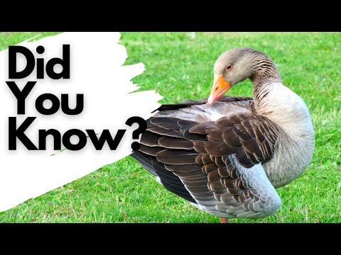 Video: Hoe ziet een grauwe gans eruit?