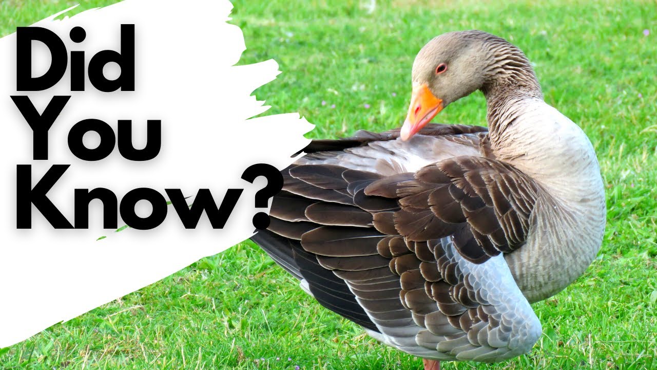 Things you need to know about GREYLAG GEESE! YouTube
