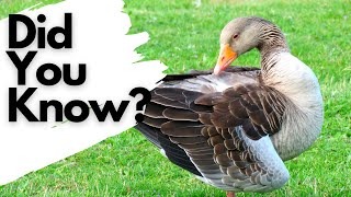 Things you need to know about GREYLAG GEESE!