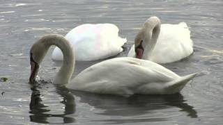 Trampling Swans