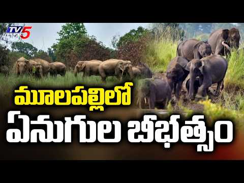 Elephant Menace in Chandragiri: Villagers Terrified as Herd Destroys Crops | TV5 - TV5NEWS