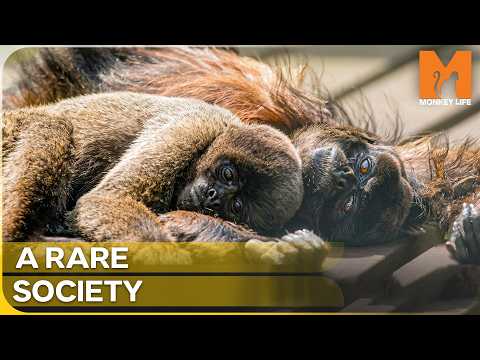 Why Woolly Monkeys Are Unlike Any Other Monkey | Monkey Life