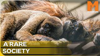 Why Woolly Monkeys Are Unlike Any Other Monkey | Monkey Life Update