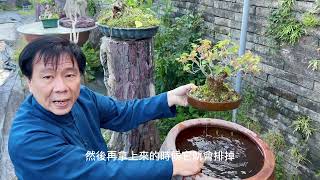 想要成為綠手指嗎讓你一次學到3年4個月的精華~~~如何澆水多久澆一次從最基礎學會如何種植盆景盆栽、植物澆水篇。。。#林慶祥盆景藝術創作教學#Bonsai