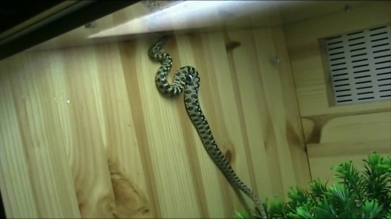amphibians nedir Random Viperines
