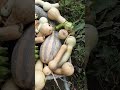 como produzir nosso próprio alimento em apenas pequeno espaço