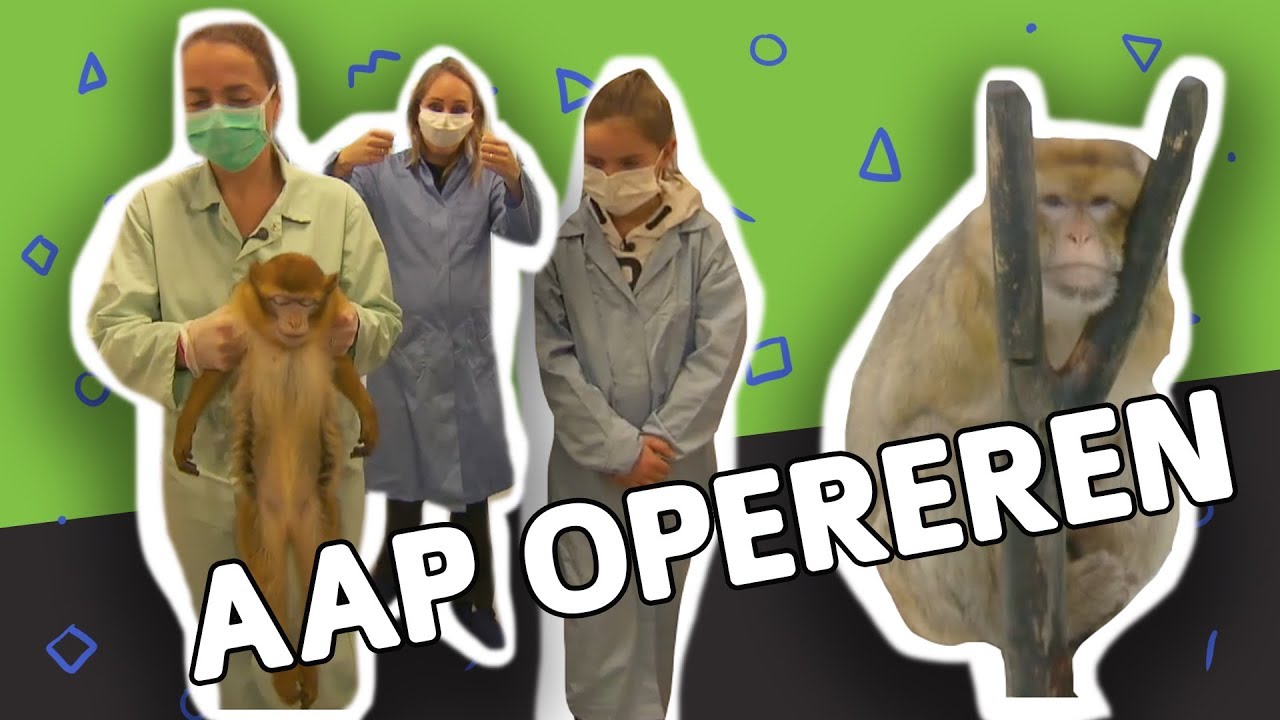 Stichting Aap Geschikte Huisdieren - Vogels