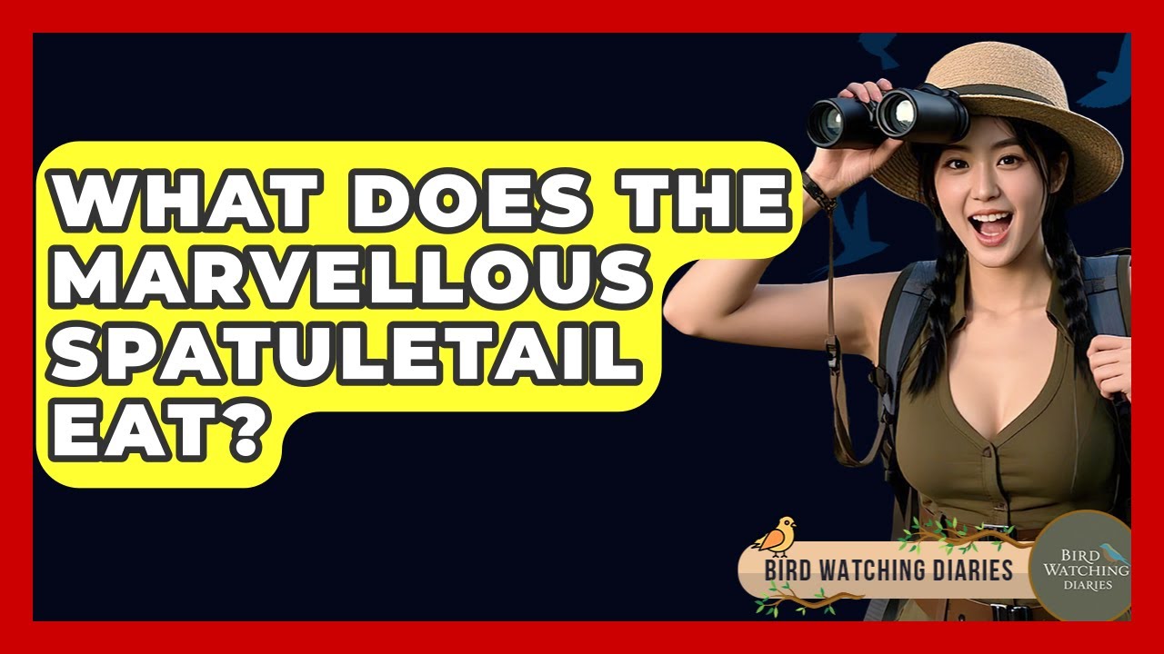 What Does The Marvellous Spatuletail Eat? - Bird Watching Diaries