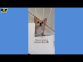 Hilarious Funny Dog Compilation| Cutest and Funniest Dogs Ever! Compilation #113 | Pet Comedia
