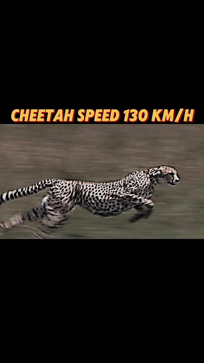 The fastest creature on land #trending #animals #lion #horse #cheetah #springbok #viralvideo #short