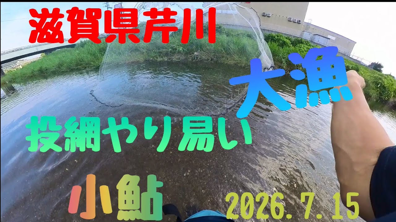 なんか投げたら小さくなるやつ 2026年7月15日 投網で小鮎調査 投網やり易い水位になりました。 - YouTube