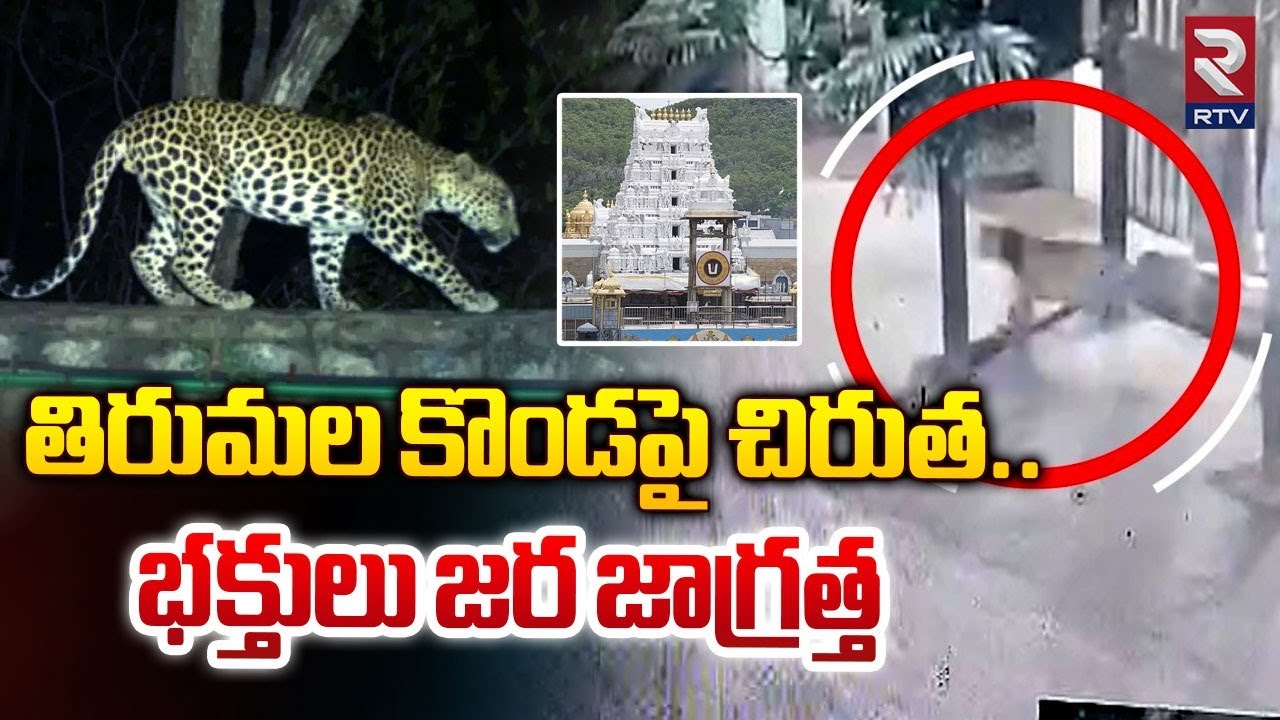 తిరుమల కొండపై చిరుత..| Leopard Hulchul In Tirumala | Tirumala Tirupati Devasthanams | RTV
