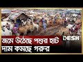          cow bazar  eid ul adha 2023  news  desh tv