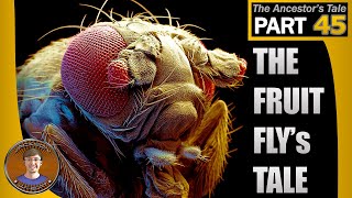 The Fruit Flys Tale