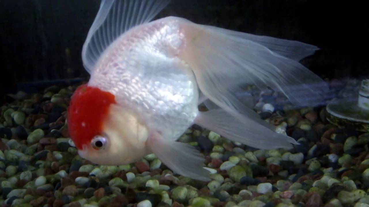 金魚 丹頂 Youtube 金魚 丹頂 Youtube