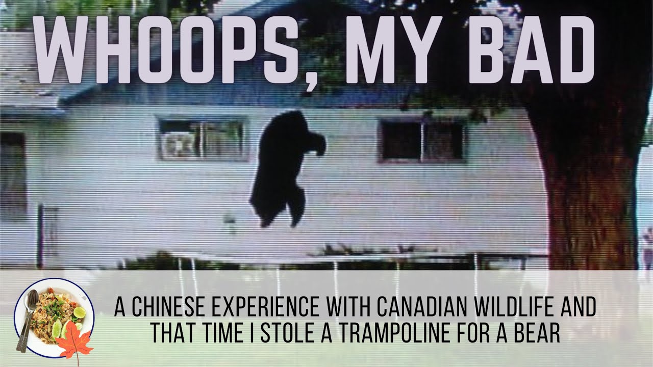 Whoops My Bad! The Bear and Trampoline Video