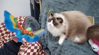 How do cats deal with annoying parrots?🐱🤣| SD猫の夢島💗 by SD猫の夢島 128 views 2 months ago 3 minutes, 18 seconds