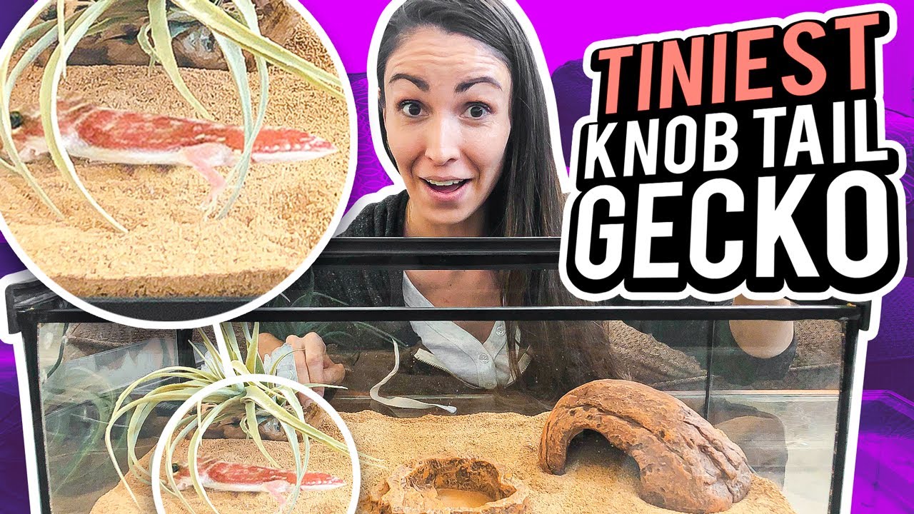 Check Out Our New Geckos Setups With New Zilla Tanks And Products YouTube