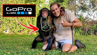I Strapped a GoPro On a Chimpanzee