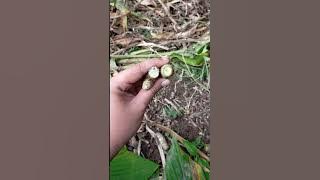 Kunyit Putih vs Temu Putih