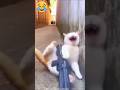 The cat passed gas. 🤣😁#shorts #shortsfeed #comedy #funny #foryou #viral #malotimurmu