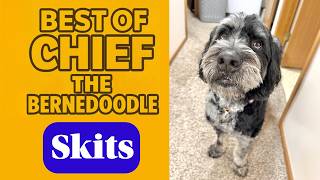 Best Chief the Bernedoodle Dog Skits | SO FUNNY!