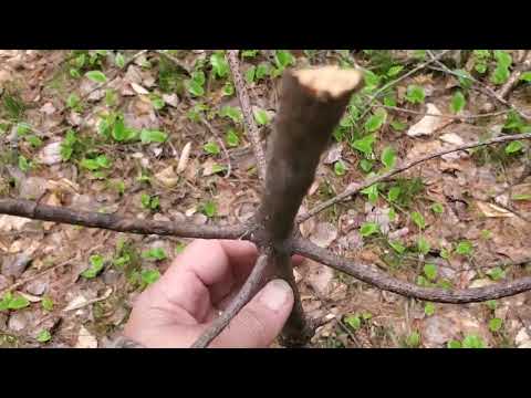 A Simple Way to Identify A White Pine