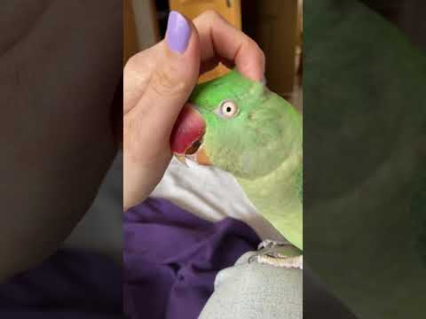 Где у попугаев уши? Александрийские попугаи 💚 Александрийский попугай самка Алекс #shorts