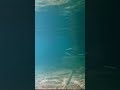 Schooling Houndfish