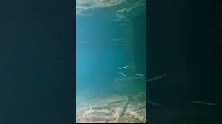 Schooling Houndfish