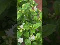 Jasmine flower