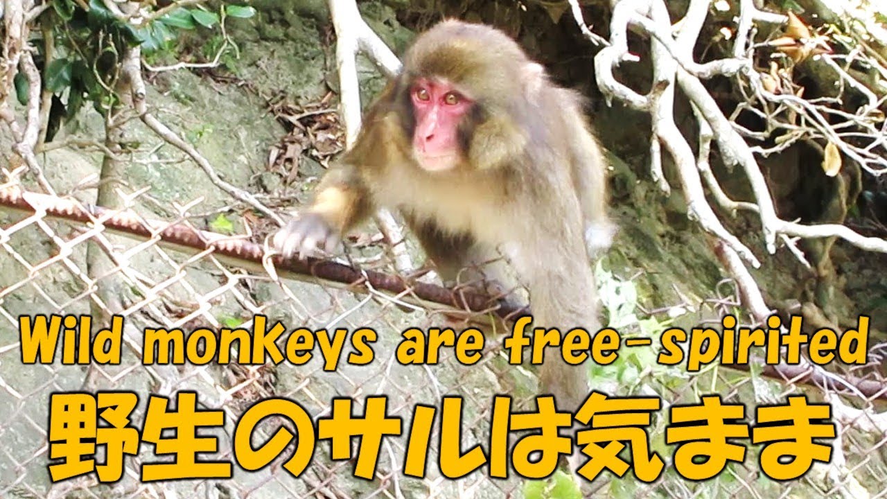野生のサルは気まま Wild monkeys are free-spirited 葉ッピー動物園2217 淡路島モンキーセンター 兵庫県