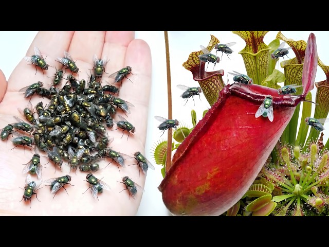 食虫植物の世界に大量のハエを放った結果…面白すぎた