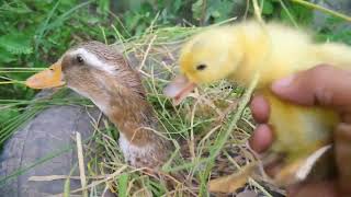 Amazing Pekin 60 Duckling Hatching From Eggs-Cute Baby Duck Born