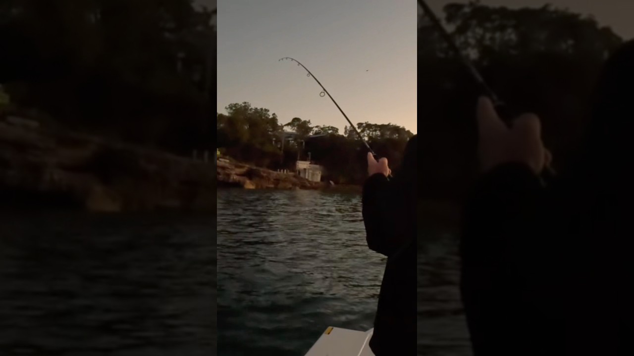 20 cm arrow squid in port hacking 