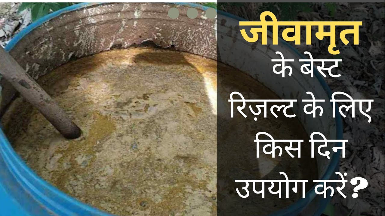 जीवामृत और बीजामृत को कब उपयोग करें | Jeevamrut | Beejamrurt | Subhash Palekar Natural Farming