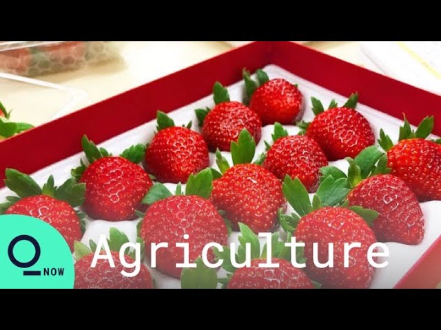 Japan Tsunami 11 Strawberry Farmers Use Tech To Revitalize After Disaster Youtube