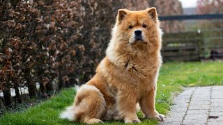 Chow Chow Dogs: History, Characteristics, Personality and Care screenshot 5