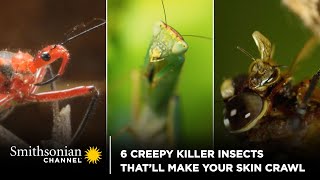 6 Creepy Killer Insects That’ll Make Your Skin Crawl 🐛 Smithsonian Channel