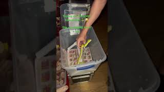 Famous Getting bit by a green tree python 🐍🔥 #greentreepython #snakes #snakebite #greensnake Wealth