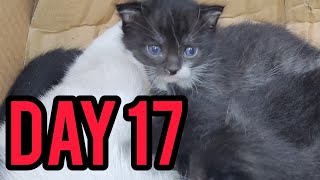 The 17th birthday of kittens