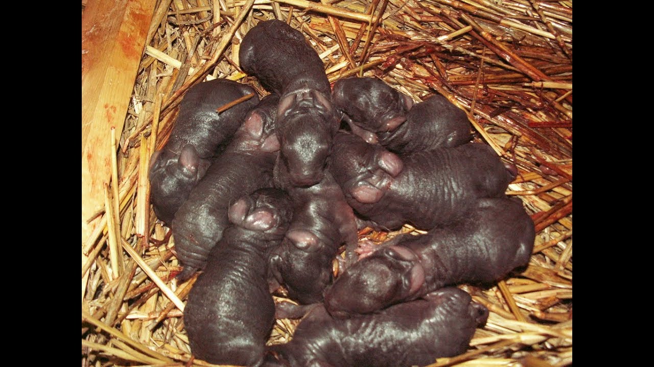 Flemish Giant Newborn Babies