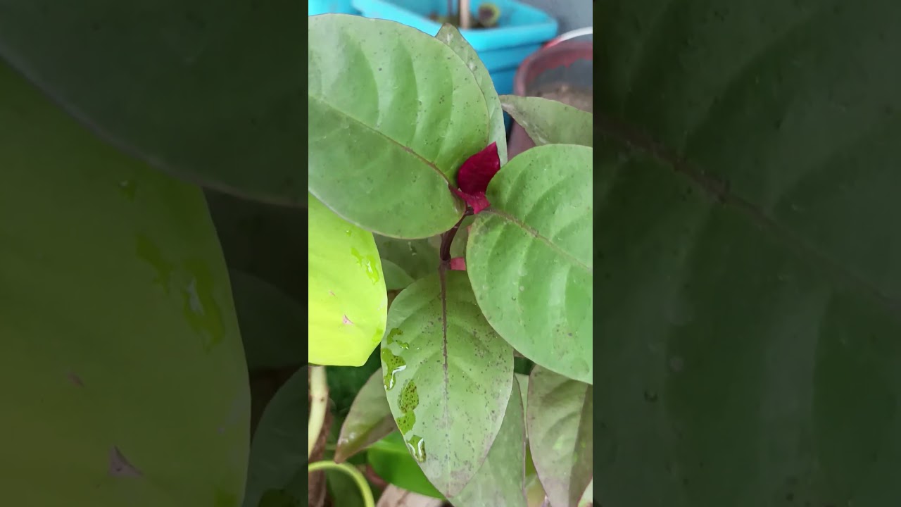 Beautiful purple 💜 💜 baby leaf of Eranthemum plant  