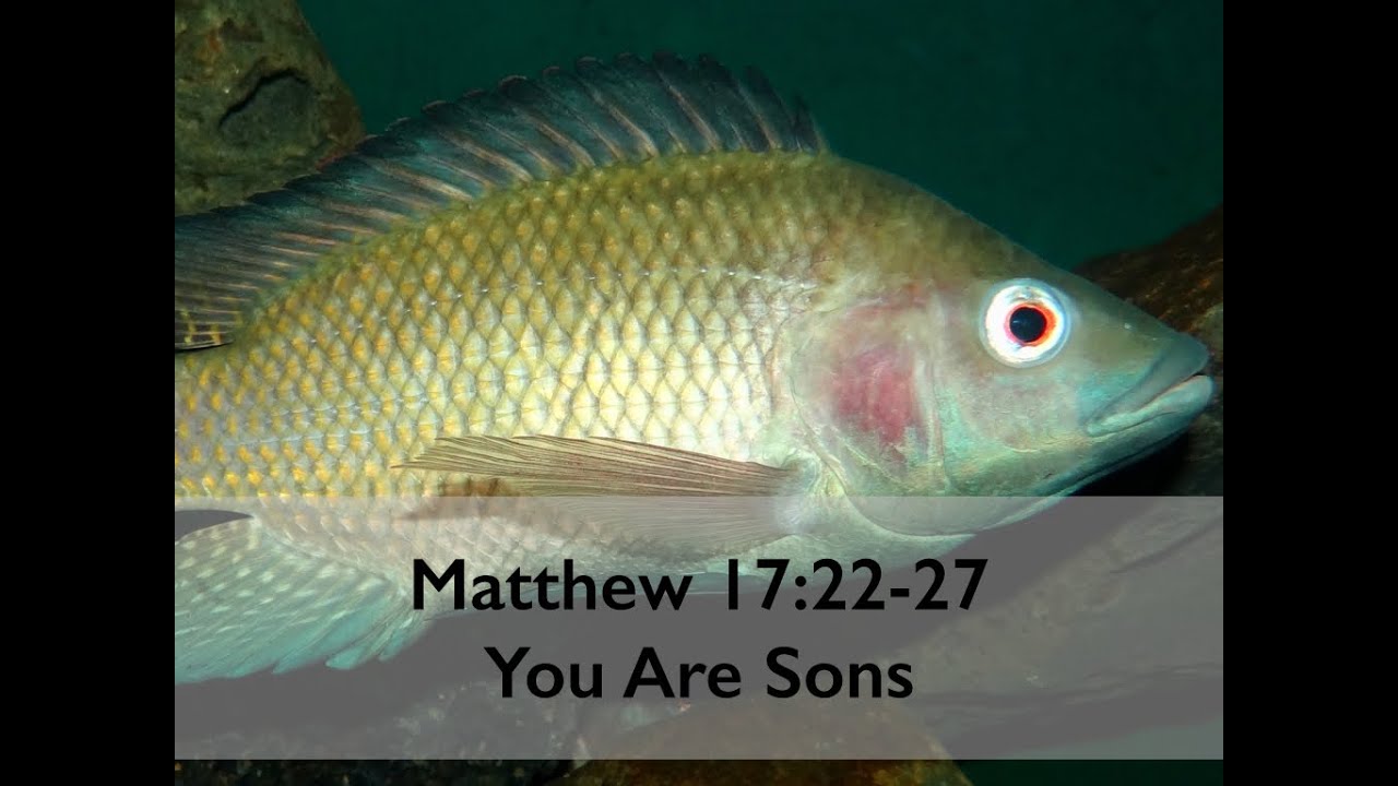 Matthew 17:22-27 ~ You are a Son - YouTube