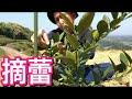 苗木の管理 花摘み編