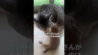 プレーリードッグさんが猫さんにおねだりしていたものは…？ #Shorts