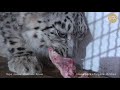 Всем привет от снежных барсов. Тайган | Snow leopards say hello